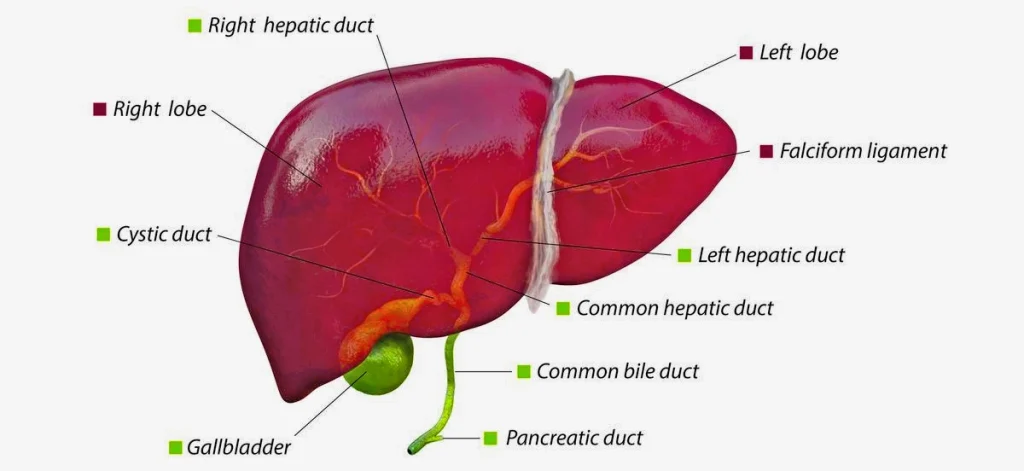 Best Gall Bladder and Common Bile Duct Treatment