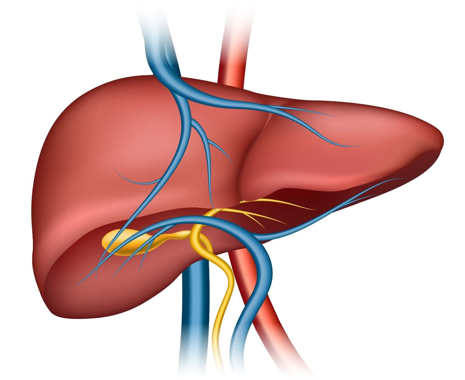 Best Doctor for Liver Disease Treatment in Pitampura